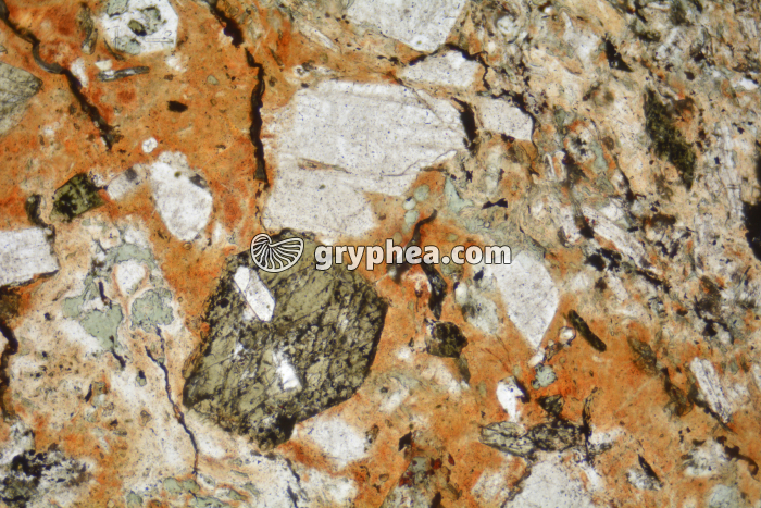 Rhyolite LN x25 - gryphea.com